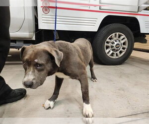 Mutt Dogs for adoption in Houston, TX, USA