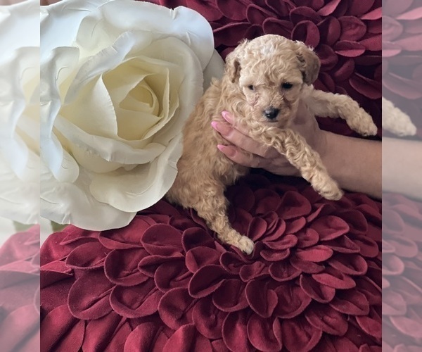 Medium Photo #1 Poodle (Toy) Puppy For Sale in STOCKBRIDGE, GA, USA