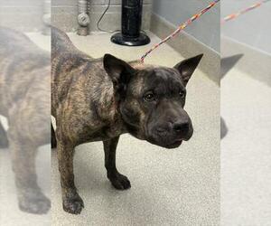 American Pit Bull Terrier-Chinese Shar-Pei Mix Dogs for adoption in Las Vegas, NV, USA
