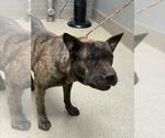 Small American Pit Bull Terrier-Chinese Shar-Pei Mix
