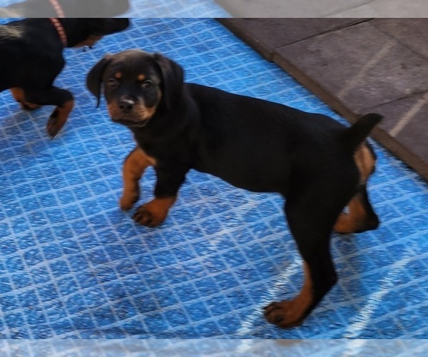 Medium Photo #16 Rottweiler Puppy For Sale in DES MOINES, IA, USA