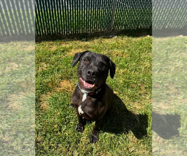 Medium Photo #3 Mutt Puppy For Sale in Westwood, NJ, USA