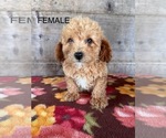 Small #1 Poodle (Miniature)