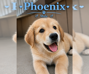 Great Pyrenees-Rottweiler Mix Dogs for adoption in MIDWAY, UT, USA