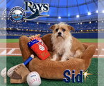 Small Photo #2 Brussels Griffon-Norfolk Terrier Mix Puppy For Sale in Arcadia, FL, USA