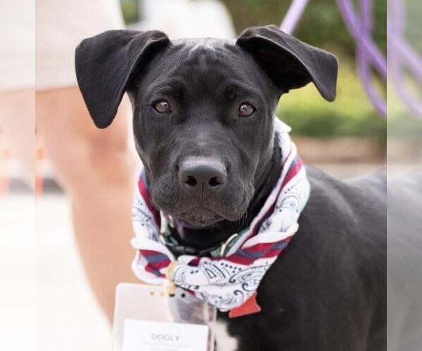 Medium Photo #12 Labrador Retriever-Unknown Mix Puppy For Sale in San Diego, CA, USA
