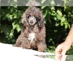 Small #3 Poodle (Miniature)