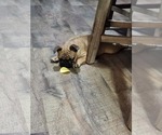 Small #2 French Bulldog
