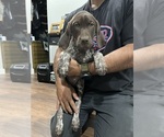 Small Photo #4 German Shorthaired Pointer Puppy For Sale in RIVERSIDE, CA, USA