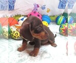 Small #5 Dachshund