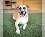 Small #6 American Staffordshire Terrier-Siberian Husky Mix
