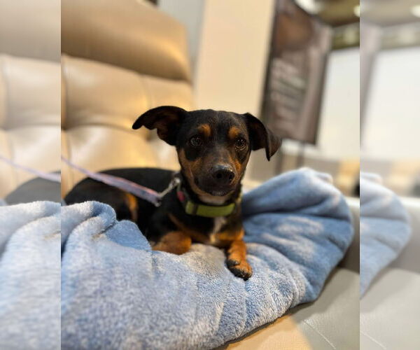 Medium Photo #3 Chihuahua-Unknown Mix Puppy For Sale in Visalia, CA, USA