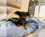 Small #2 Chihuahua Mix