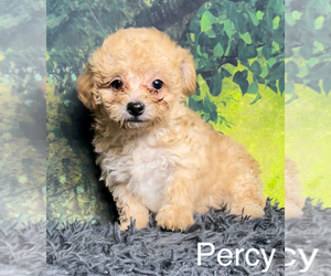 Poodle (Toy) Puppy for sale in AZLE, TX, USA