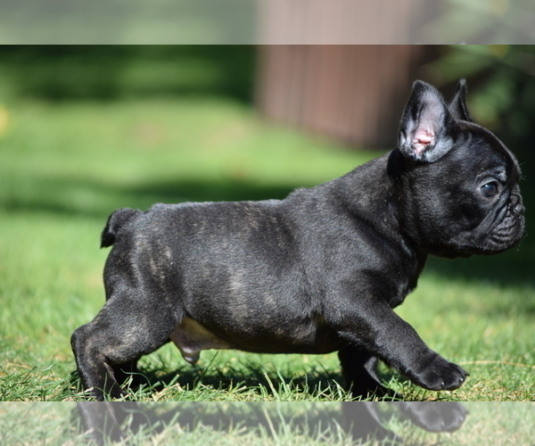 Medium Photo #4 French Bulldog Puppy For Sale in Balmazujvaros, Hajdu-Bihar, Hungary