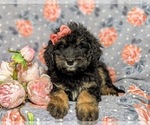Small Photo #6 Bernedoodle Puppy For Sale in GLEN ROCK, PA, USA