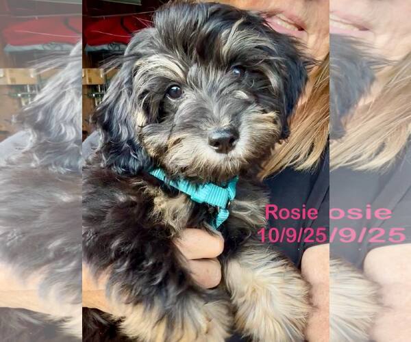 Medium Photo #1 Miniature Labradoodle Puppy For Sale in Berlin, MD, USA