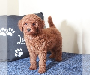 Medium Golden Retriever-Poodle (Toy) Mix