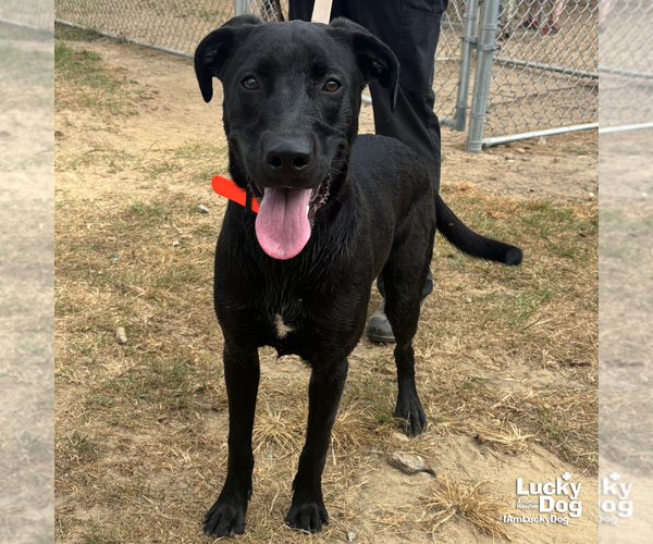 Medium Photo #1 Labrador Retriever-Retriever  Mix Puppy For Sale in Washington, DC, USA