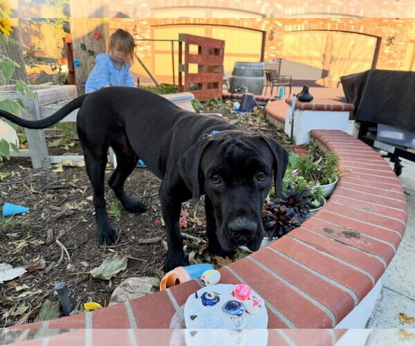Medium Photo #16 Mastador Puppy For Sale in Lake Forest, CA, USA