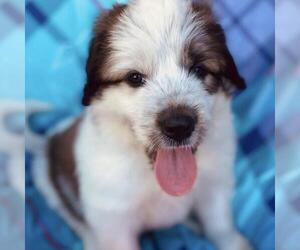 Monster's Inc Pup - Boo - Female Great Pyrenees-Unknown Mix Dog for Adoption - Photo #3