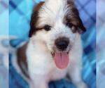 Small Photo #3 Great Pyrenees-Unknown Mix Puppy For Sale in San Diego, CA, USA