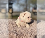 Small Photo #2 French Bulldog Puppy For Sale in RICHLAND, IA, USA