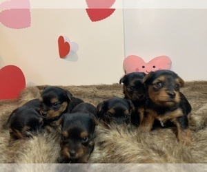 Yorkshire Terrier Litter for sale in ODESSA, TX, USA