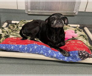 Medium Pug