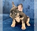 Small Photo #4 French Bulldog Puppy For Sale in UNIVERSAL CITY, CA, USA