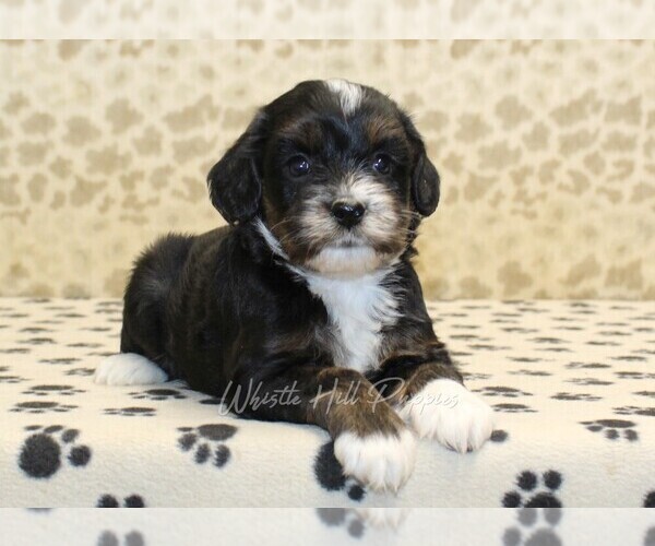 Medium Photo #2 Cavapoo-Miniature Bernedoodle Mix Puppy For Sale in DENVER, PA, USA
