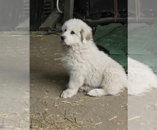 Medium Photo #10 Great Pyrenees Puppy For Sale in BANGOR, PA, USA