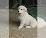 Small #9 Great Pyrenees