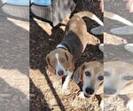 Small #6 Beagle