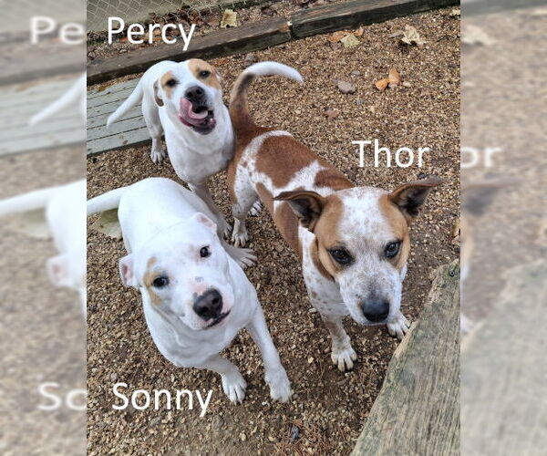 Medium Photo #3 Staffordshire Bull Terrier-Unknown Mix Puppy For Sale in Mountain View, AR, USA