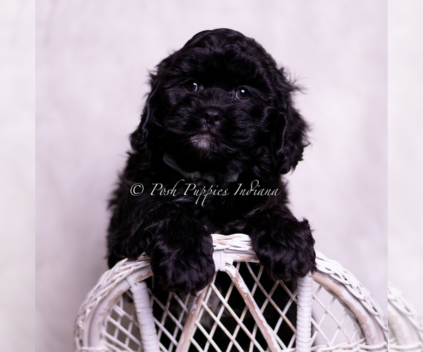 Medium Photo #92 Cavapoo (Miniature) Puppy For Sale in WARSAW, IN, USA