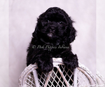 Small Photo #92 Cavapoo (Miniature) Puppy For Sale in WARSAW, IN, USA