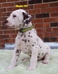 Small Photo #3 Dalmatian Puppy For Sale in ELKMONT, AL, USA