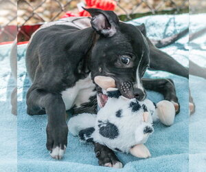 Labrador Retriever-Unknown Mix Dogs for adoption in Hilton Head, SC, USA