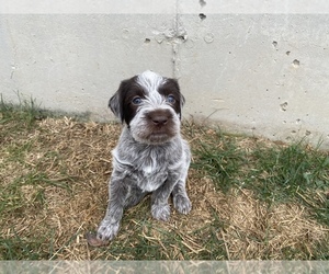 German Wirehaired Pointer Puppy for sale in NIXA, MO, USA