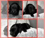 Puppy Rose Goldendoodle