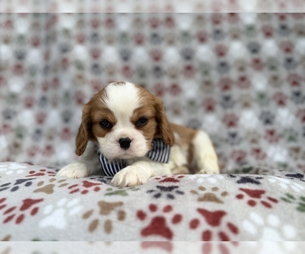 Medium Photo #5 Cavalier King Charles Spaniel Puppy For Sale in LAKELAND, FL, USA