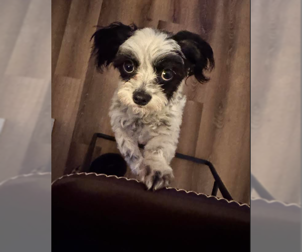 Medium Photo #2 Poodle (Miniature)-Unknown Mix Puppy For Sale in Cranston, RI, USA