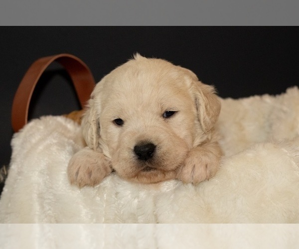 Medium Photo #1 English Cream Golden Retriever-Goldendoodle Mix Puppy For Sale in MOORCROFT, WY, USA