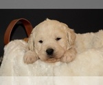 Small Photo #1 English Cream Golden Retriever-Goldendoodle Mix Puppy For Sale in MOORCROFT, WY, USA