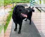 Small Photo #13 Schnauzer (Giant)-Unknown Mix Puppy For Sale in Wakefield, RI, USA