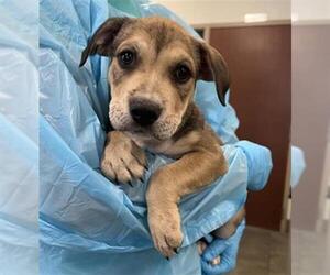 Labrador Retriever-Unknown Mix Dogs for adoption in San Antonio, TX, USA
