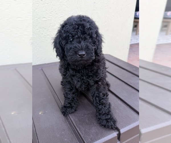 Medium Photo #5 Poodle (Miniature) Puppy For Sale in BOYNTON BEACH, FL, USA