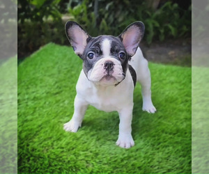 French Bulldog Puppy for sale in MIAMI, FL, USA