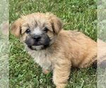 Small #2 Morkie